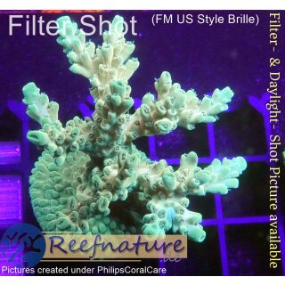 4A6-7 WYSIWYG - Acropora table  Höhe 44mm