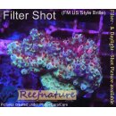 4A6-7 WYSIWYG - Acropora Red Planet Tischacropora...