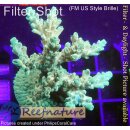 4A6-7 WYSIWYG - Acropora table  Höhe 44mm