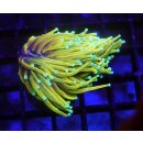 Euphyllia glabrescens Dragon Soul Gelb (Sun of God)  (ab...