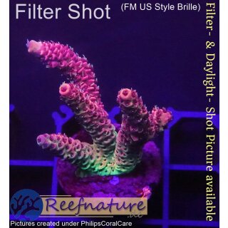 4A5-6 WYSIWYG - Acropora millepora Höhe 37mm