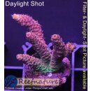 4A5-6 WYSIWYG - Acropora millepora Höhe 37mm