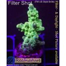 4A4-6 WYSIWYG - Acropora sp. grün, blaue Tips,...