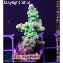 4A4-6 WYSIWYG - Acropora sp. grün, blaue Tips,...