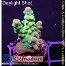 4A4-7 WYSIWYG - Acropora sp. grün, blaue Tips,...