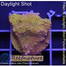 4A1-1 WYSIWYG - Montipora Rainbow