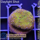 4A1-3 WYSIWYG - Montipora Rainbow