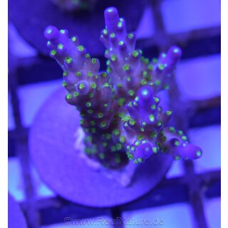 Acropora Bali Purple TriColor Small bis 4cm