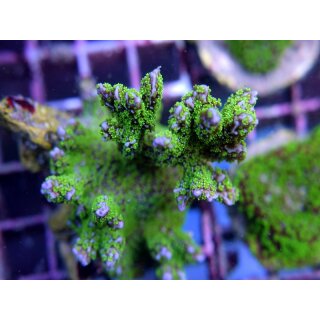 Montipora Star Wars Medium ab 4cm