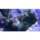 Montipora Star Wars Medium ab 4cm